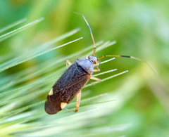 Closterotomus annulus