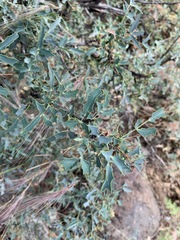 Berberis haematocarpa