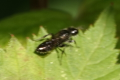 Pemphredonina