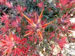 Castilleja martini martini