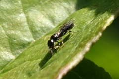 Pemphredonina