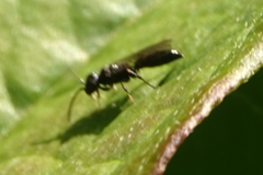 Pemphredonina