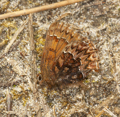 Callophrys eryphon