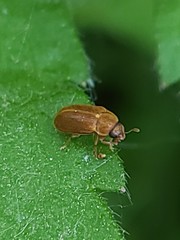 Byturus unicolor