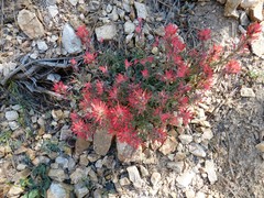 Castilleja martini martini