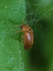 Byturus unicolor