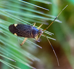 Closterotomus annulus