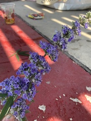 Vitex agnus-castus