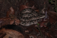 Bothrops mattogrossensis