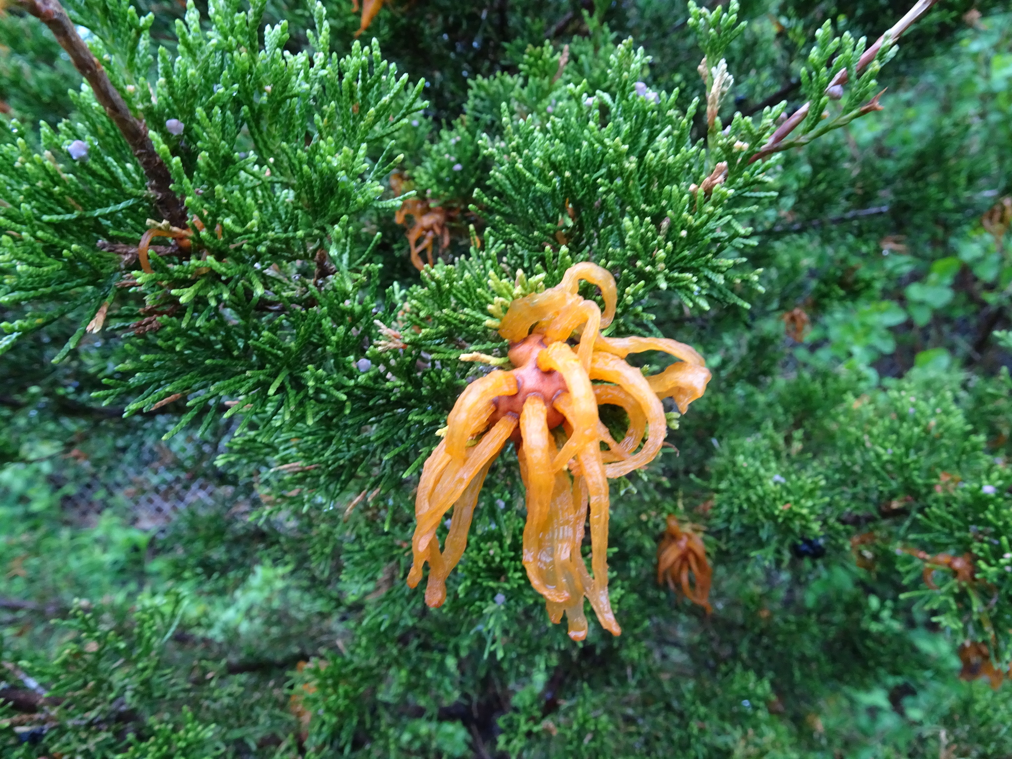 Gymnosporangium juniperi-virginianae image