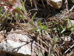 Castilleja martini martini