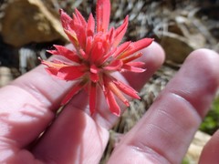 Castilleja martini martini
