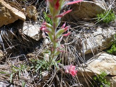 Castilleja martini martini