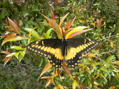 Papilio polyxenes americus