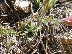 Castilleja martini martini