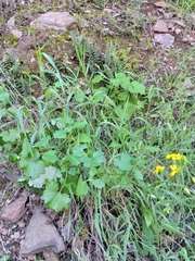 Cineraria platycarpa