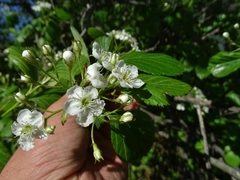Crataegus succulenta