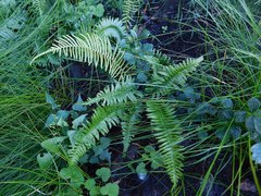 Blechnum attenuatum