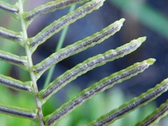Blechnum attenuatum