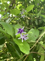 Petrea volubilis