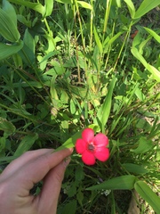 Linum grandiflorum