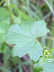 Cineraria platycarpa