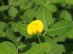 Arachis duranensis