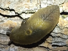 Athoracophorus papillatus