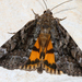 Little Nymph Underwing - Photo (c) Diana-Terry Hibbitts, some rights reserved (CC BY-NC), uploaded by Diana-Terry Hibbitts
