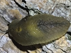 Athoracophorus papillatus