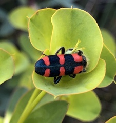 Trichodes leucopsideus