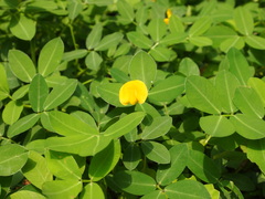 Arachis duranensis
