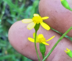 Cineraria platycarpa
