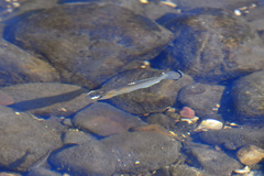 Fundulus catenatus