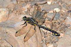 Gomphurus ozarkensis