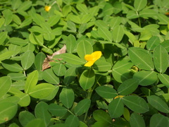 Arachis duranensis