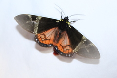 Dysschema magdala