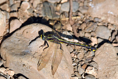 Gomphurus ozarkensis