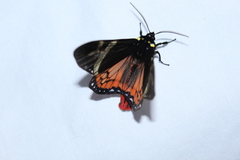 Dysschema magdala