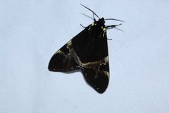 Dysschema magdala