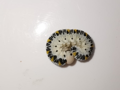 Cimbex quadrimaculatus