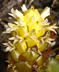 Kopsiopsis hookeri