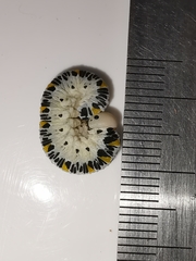 Cimbex quadrimaculatus