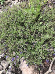 Penstemon caespitosus