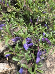 Penstemon caespitosus