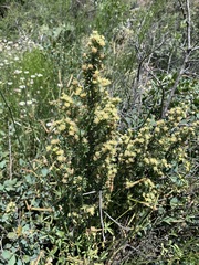 Baccharis pteronioides