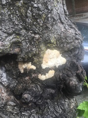 Fungi
