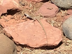 Aspidoscelis sonorae