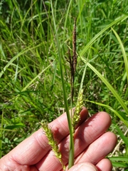 Carex hyalinolepis