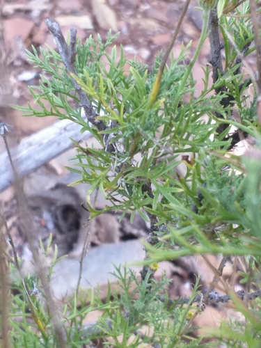 Image of Garuleum bipinnatum by (c) kevin koen, some rights reserved (CC BY-SA)